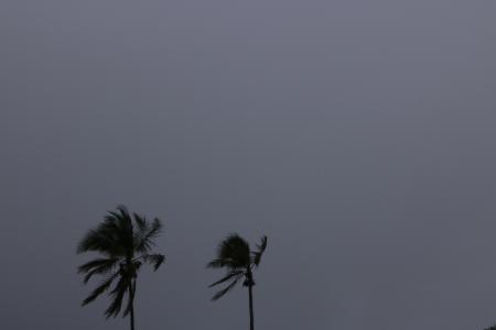 椰子, 树, 下雨天, 时间, 黑暗, 天空, 植物