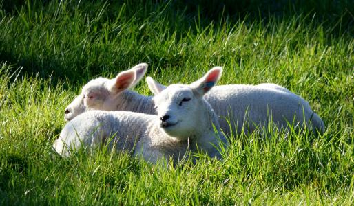 羔羊, 动物, 牧场, 草, 春天, 羊