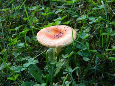 蘑菇, 颜色, 橙色, 草, 自然, 自然, 秋天