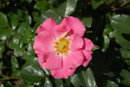 罗斯儿童基金会, 粉红色的颜色, 花, 蔷薇, 自然, 植物区系, 植物