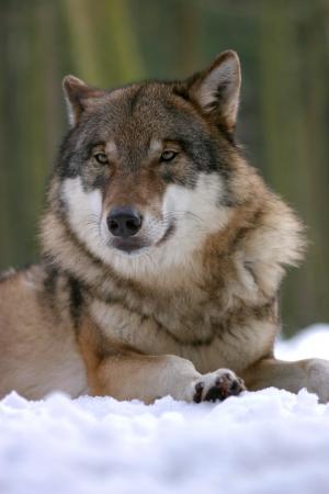 狼, 动物园, 狼, 犬, 哺乳动物, 狼群, 野生动物摄影