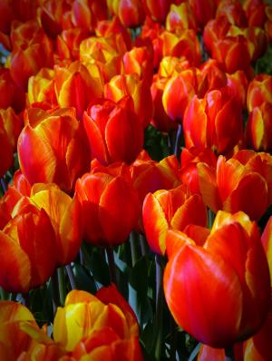 郁金香, 花, 橙色, 植物, 春天, 自然, 多彩