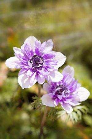 银莲花, 紫白色, 双颜色, 银莲花, 开花, 绽放, 花瓣