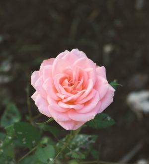 粉红色的玫瑰, 上升, 植物区系, 花瓣, 花园, 浪漫, 情人节