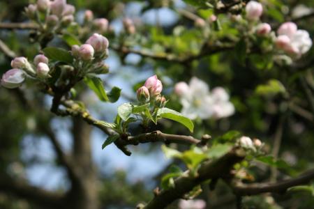 苹果树上的花, 树上苹果, 春天, 分公司, 绽放, 花蕾