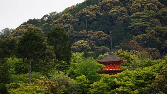 京都议定书, 风景, 寺, 亚洲, 屋顶, 树木, 景观