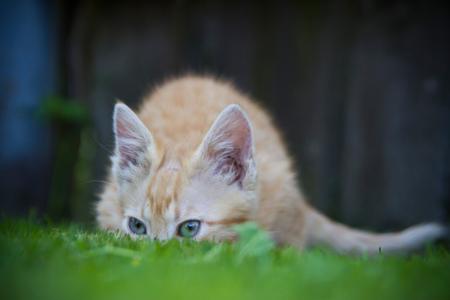 猫, 隐藏, 草, 有趣, 动物, 小猫, 玩