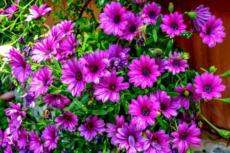 紫雏菊, 紫色, 花, 紫色的花, 绿色, 没有人, 增长