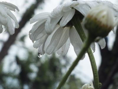 洋甘菊, 白色, 花瓣, 白色的花, 自然