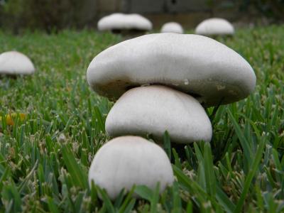 蘑菇, 秋天, 真菌, callampa