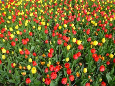 郁金香地, 春天的花朵, 黄色, 红色, 花, 春天, 植物