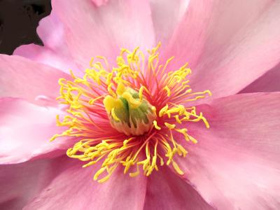 宏日粉红牡丹, 花, 自然, 公园, 花园, 花瓣, 植物