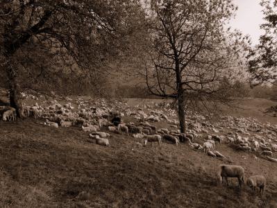 羊群, 羊, 普拉托, 山, 树木, 自然, 动物