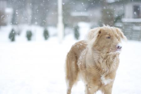 狗, 猎犬, 雪, 冬天, 新斯科舍省鸭子收费猎犬