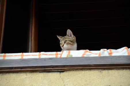 猫, 人, 阳台
