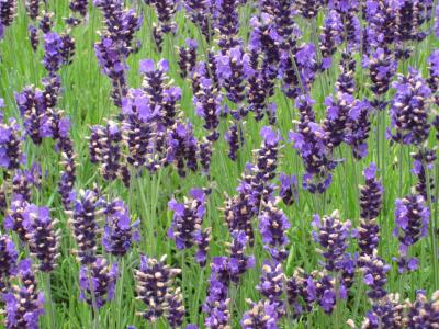 熏衣草, 紫色, 薰衣草束, 花, 开花, 植物, 香味