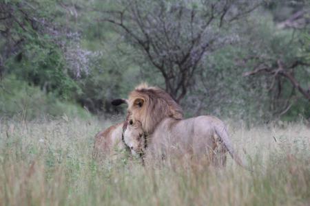 狮子, 母狮, 夫妇, 双, 非洲, 坦桑尼亚, 塔兰吉雷