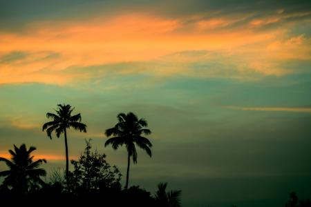 日落, 棕榈树, 椰子, 天空, 蓝色, 橙色, 棕榈树
