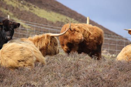 苏格兰高地牛, 母牛, 克罗夫特, 牛, 牲畜, 苏格兰, 农业