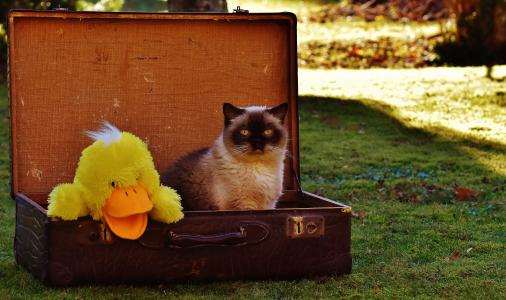 行李, 古董, 猫, 英国短毛猫, 鸭, 有趣, 很好奇