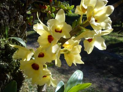 兰花, 花, 黄色, 花, 花园, orquidea, 自然