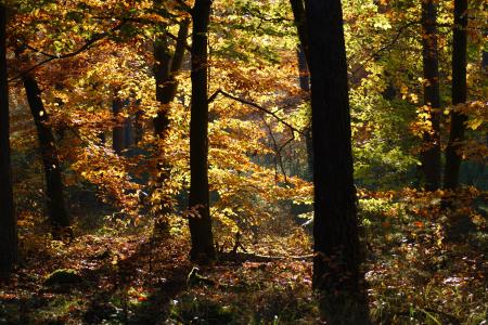 秋天, 森林, 树木, 走了, 自然, 叶子, 秋天的颜色