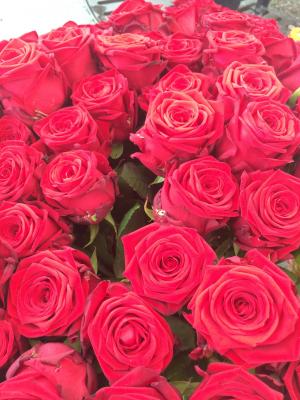 玫瑰, 爱, 花, 红色, 浪漫, 红玫瑰, 开花