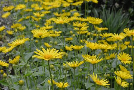 doronikum 高加索, 黄色, 花, 黄色的花, 植物, 花, 春天