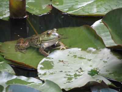 青蛙, 水, 睡莲, 两栖类动物, 动物, 自然