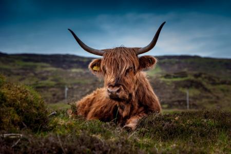 动物, 牛, 母牛, 苏格兰高地牛, 景观, 哺乳动物, 草甸