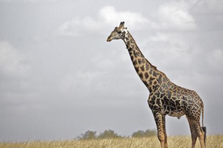 长颈鹿, 野生动物园, 野生动物, 塞伦盖蒂, 坦桑尼亚, 婴儿斑马, 非洲
