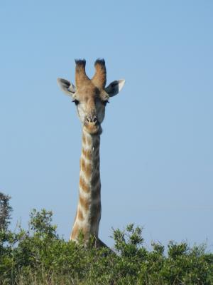 长颈鹿, 非洲, 自然, 南非, 野生动物, 萨凡纳, 条纹毛皮