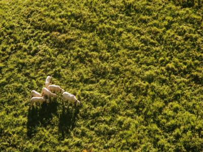 羊, 草甸, 鸟瞰图, 无人驾驶飞机, 堤防, 牧场, 夏季