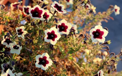 帕尤妮亚, 花, 石榴红, 白色, 自然, 植物, 花瓣