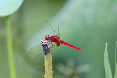 红蜻蜓, 夏日荷花池, 绿色, 很酷, 蜻蜓, 昆虫, 自然