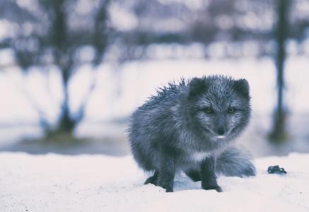 冰岛, 狐狸, 灰色, 灰色, 动物, 北极, 冬天