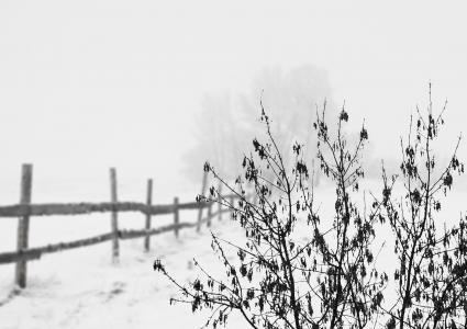 雪, 冬天, 感冒, 景观, 栅栏, 寒冷, 白色