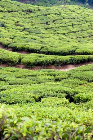 三通, 茶园, 印度, 人工林, 培养梯田, 茶的收获