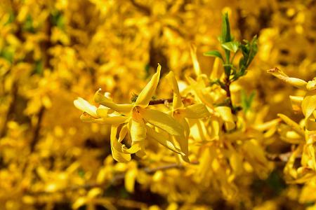 春天, 一种观赏灌木, 连翘, 金色的铃铛, farbenpracht, 开花, 绽放