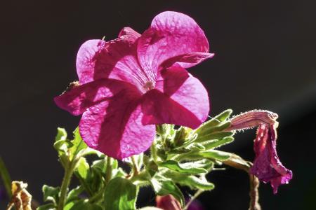 帕尤妮亚, 粉色, 绽放, 开花, 多彩, 详细, 植物区系