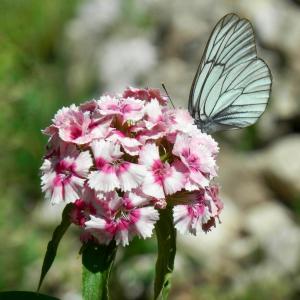 自然, 花, 蝴蝶, 夏季, 粉红色的颜色, 昆虫, 专注于前景
