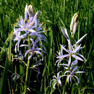 chionodoxa luciliae, 尖尖的花, 开花, 绽放, 关闭, 花, 蓝色
