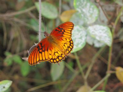 海湾川贝, 蝴蝶, 昆虫, 宏观, 自然, 野生动物, 橙色