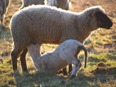 羊, 羔羊, 草甸, 出生, 羊毛, 复活节, 动物