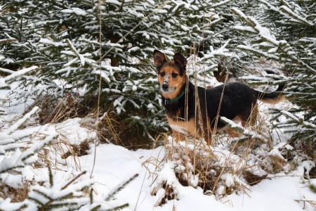 狗, 冬天, 宠物, 动物, 雪, 快乐, 犬