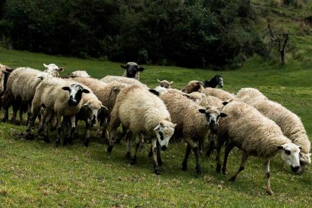 羊, 羊群, 牲畜, 动物, 羔羊, 羊毛, 自然