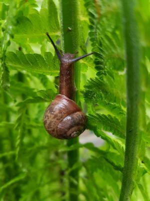 蜗牛, 蕨类植物, 春天