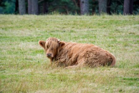 高地-rinder, 牛肉, 母牛, 苏格兰, 高地, 景观, 霍夫