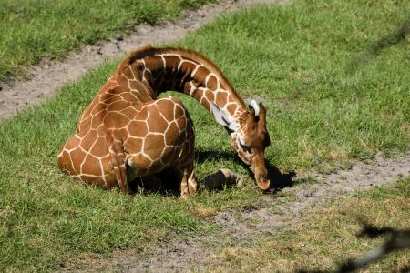 小长颈鹿, 动物, 可爱, 长颈鹿, 哺乳动物, 野生动物园, 非洲