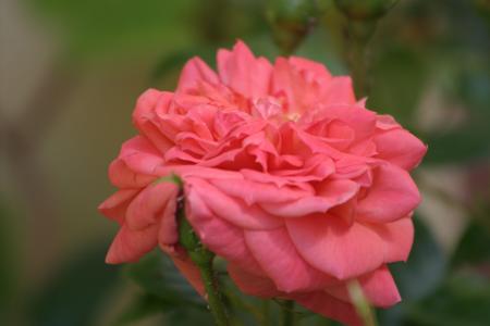 上升, 玫瑰 de resht, 粉色, 公共记录, 蔷薇科, 花, 自然
